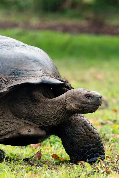 Galápagos Islands